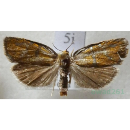 Ptycholoma lecheana (Linnaeus, 1758) Czech5i